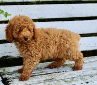 Mini Poodle