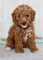 Mini Poodle
