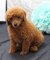 Mini Poodle