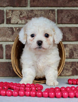 Mini Poodle