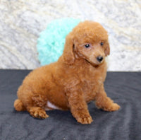 Mini Poodle