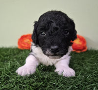 Mini Poodle