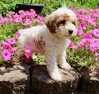 Mini Poodle
