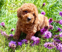 Mini Poodle