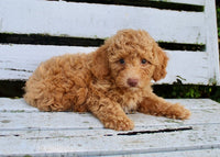 Mini Poodle