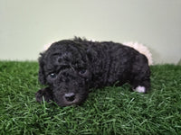 Mini Poodle
