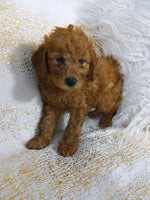 Mini Poodle