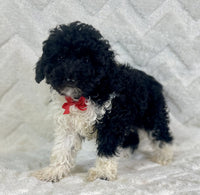 Mini Poodle