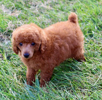 Mini Poodle