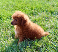 Mini Poodle