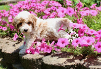 Mini Poodle