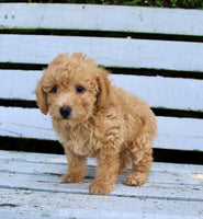 Mini Poodle