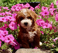 Mini Poodle