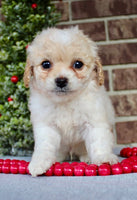 Mini Poodle