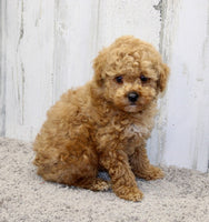 Mini Poodle 