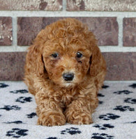Mini Poodle
