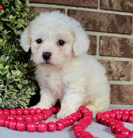 Mini Poodle