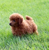 Mini Poodle