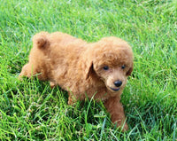 Mini Poodle