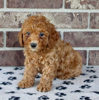 Mini Poodle