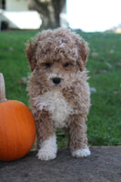 Mini Poodle