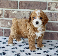 Mini Poodle