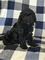  Mini Poodle