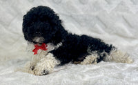 Mini Poodle