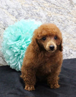 Mini Poodle