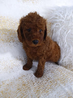 Mini Poodle