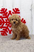 Mini Poodle 