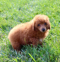 Mini Poodle