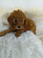 Mini Poodle