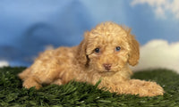 Mini Poodle