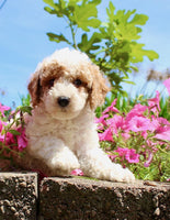 Mini Poodle