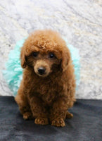 Mini Poodle