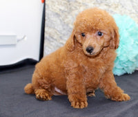Mini Poodle