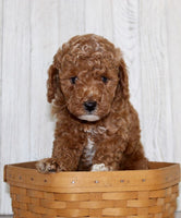 Mini Poodle