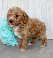 Mini Poodle 
