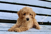 Mini Poodle