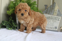 Mini Poodle