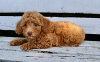 Mini Poodle