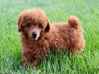 Mini Poodle