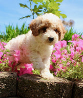 Mini Poodle
