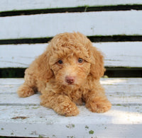 Mini Poodle