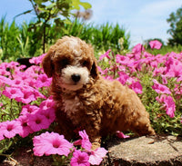 Mini Poodle