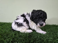 Mini Poodle