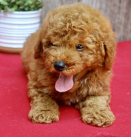 Mini Poodle