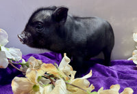Mini Pot Belly Pig
