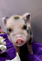 Mini Pot Belly Pig